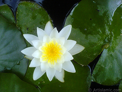 Water Lily flower. <i>(Family: Nymphaeaceae, Species: Nymphaea)</i> <br>Photo Date: July 2008, Location: Turkey/Yalova-Termal, By: Artislamic.com