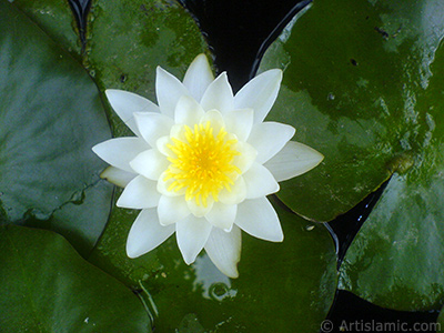 Water Lily flower. <i>(Family: Nymphaeaceae, Species: Nymphaea)</i> <br>Photo Date: July 2008, Location: Turkey/Yalova-Termal, By: Artislamic.com