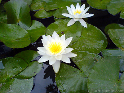 Water Lily flower. <i>(Family: Nymphaeaceae, Species: Nymphaea)</i> <br>Photo Date: July 2008, Location: Turkey/Yalova-Termal, By: Artislamic.com