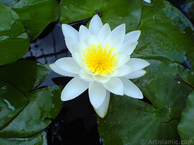 Water Lily flower. <i>(Family: Nymphaeaceae, Species: Nymphaea)</i> <br>Photo Date: July 2008, Location: Turkey/Yalova-Termal, By: Artislamic.com