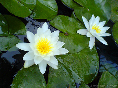 Water Lily flower. <i>(Family: Nymphaeaceae, Species: Nymphaea)</i> <br>Photo Date: July 2008, Location: Turkey/Yalova-Termal, By: Artislamic.com