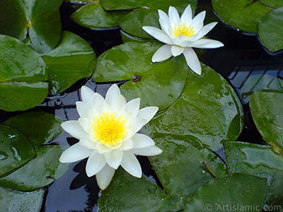 Water Lily flower. <i>(Family: Nymphaeaceae, Species: Nymphaea)</i> <br>Photo Date: July 2008, Location: Turkey/Yalova-Termal, By: Artislamic.com