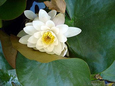 Nilfer ieinin resmi. <i>(Ailesi: Nymphaeaceae, Tr: Nymphaea)</i> <br>ekim Tarihi: Mays 2008, Yer: stanbul, Fotoraf: islamiSanat.net