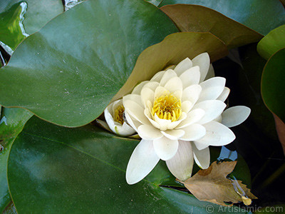 Nilfer ieinin resmi. <i>(Ailesi: Nymphaeaceae, Tr: Nymphaea)</i> <br>ekim Tarihi: Mays 2008, Yer: stanbul, Fotoraf: islamiSanat.net