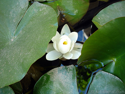 Nilfer ieinin resmi. <i>(Ailesi: Nymphaeaceae, Tr: Nymphaea)</i> <br>ekim Tarihi: Mays 2008, Yer: stanbul, Fotoraf: islamiSanat.net