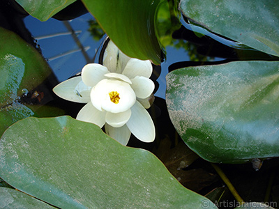 Water Lily flower. <i>(Family: Nymphaeaceae, Species: Nymphaea)</i> <br>Photo Date: May 2008, Location: Turkey/Istanbul, By: Artislamic.com