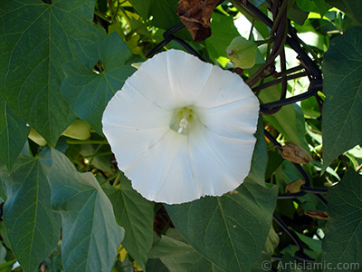 Beyaz Gndz Sefas iei resmi. (Bu iek iin u isimler de sylenmektedir: Boru iei, Kahkaha iei, Sarmak iei.) <i>(Ailesi: Convolvulaceae, Tr: Ipomoea)</i> <br>ekim Tarihi: Haziran 2005, Yer: stanbul-Fatih Park, Fotoraf: islamiSanat.net