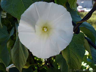 Beyaz Gndz Sefas iei resmi. (Bu iek iin u isimler de sylenmektedir: Boru iei, Kahkaha iei, Sarmak iei.) <i>(Ailesi: Convolvulaceae, Tr: Ipomoea)</i> <br>ekim Tarihi: Haziran 2005, Yer: stanbul-Fatih Park, Fotoraf: islamiSanat.net