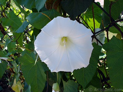 Beyaz Gndz Sefas iei resmi. (Bu iek iin u isimler de sylenmektedir: Boru iei, Kahkaha iei, Sarmak iei.) <i>(Ailesi: Convolvulaceae, Tr: Ipomoea)</i> <br>ekim Tarihi: Haziran 2005, Yer: stanbul-Fatih Park, Fotoraf: islamiSanat.net