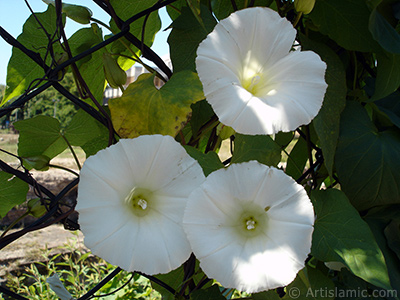 Beyaz Gndz Sefas iei resmi. (Bu iek iin u isimler de sylenmektedir: Boru iei, Kahkaha iei, Sarmak iei.) <i>(Ailesi: Convolvulaceae, Tr: Ipomoea)</i> <br>ekim Tarihi: Haziran 2005, Yer: stanbul-Fatih Park, Fotoraf: islamiSanat.net