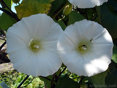 Beyaz Gndz Sefas iei resmi. (Bu iek iin u isimler de sylenmektedir: Boru iei, Kahkaha iei, Sarmak iei.) <i>(Ailesi: Convolvulaceae, Tr: Ipomoea)</i> <br>ekim Tarihi: Haziran 2005, Yer: stanbul-Fatih Park, Fotoraf: islamiSanat.net