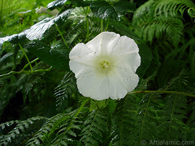 Beyaz Gndz Sefas iei resmi. (Bu iek iin u isimler de sylenmektedir: Boru iei, Kahkaha iei, Sarmak iei.) <i>(Ailesi: Convolvulaceae, Tr: Ipomoea)</i> <br>ekim Tarihi: Temmuz 2005, Yer: Trabzon, Fotoraf: islamiSanat.net