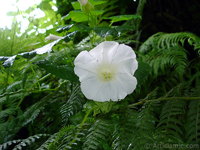 Beyaz Gndz Sefas iei resmi. (Bu iek iin u isimler de sylenmektedir: Boru iei, Kahkaha iei, Sarmak iei.) <i>(Ailesi: Convolvulaceae, Tr: Ipomoea)</i> <br>ekim Tarihi: Temmuz 2005, Yer: Trabzon, Fotoraf: islamiSanat.net