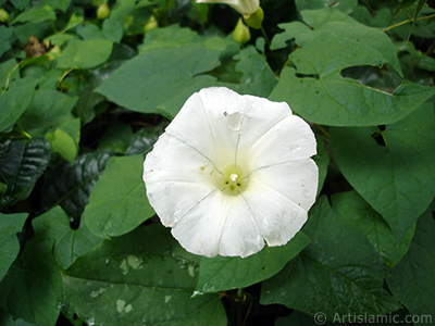 Beyaz Gndz Sefas iei resmi. (Bu iek iin u isimler de sylenmektedir: Boru iei, Kahkaha iei, Sarmak iei.) <i>(Ailesi: Convolvulaceae, Tr: Ipomoea)</i> <br>ekim Tarihi: Temmuz 2005, Yer: Trabzon, Fotoraf: islamiSanat.net