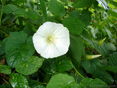 White Morning Glory flower. <i>(Family: Convolvulaceae, Species: Ipomoea)</i> <br>Photo Date: July 2005, Location: Turkey/Trabzon, By: Artislamic.com