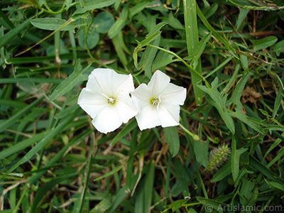 Beyaz Gndz Sefas iei resmi. (Bu iek iin u isimler de sylenmektedir: Boru iei, Kahkaha iei, Sarmak iei.) <i>(Ailesi: Convolvulaceae, Tr: Ipomoea)</i> <br>ekim Tarihi: Austos 2008, Yer: Yalova-Termal, Fotoraf: islamiSanat.net