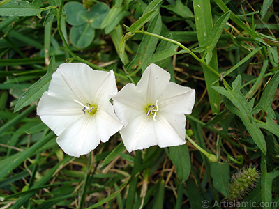 Beyaz Gndz Sefas iei resmi. (Bu iek iin u isimler de sylenmektedir: Boru iei, Kahkaha iei, Sarmak iei.) <i>(Ailesi: Convolvulaceae, Tr: Ipomoea)</i> <br>ekim Tarihi: Austos 2008, Yer: Yalova-Termal, Fotoraf: islamiSanat.net