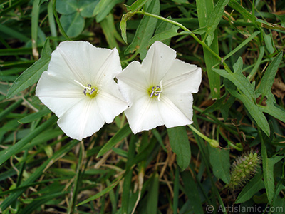 Beyaz Gndz Sefas iei resmi. (Bu iek iin u isimler de sylenmektedir: Boru iei, Kahkaha iei, Sarmak iei.) <i>(Ailesi: Convolvulaceae, Tr: Ipomoea)</i> <br>ekim Tarihi: Austos 2008, Yer: Yalova-Termal, Fotoraf: islamiSanat.net