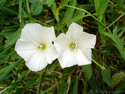 Beyaz Gndz Sefas iei resmi. (Bu iek iin u isimler de sylenmektedir: Boru iei, Kahkaha iei, Sarmak iei.) <i>(Ailesi: Convolvulaceae, Tr: Ipomoea)</i> <br>ekim Tarihi: Austos 2008, Yer: Yalova-Termal, Fotoraf: islamiSanat.net