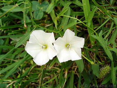 Beyaz Gndz Sefas iei resmi. (Bu iek iin u isimler de sylenmektedir: Boru iei, Kahkaha iei, Sarmak iei.) <i>(Ailesi: Convolvulaceae, Tr: Ipomoea)</i> <br>ekim Tarihi: Austos 2008, Yer: Yalova-Termal, Fotoraf: islamiSanat.net