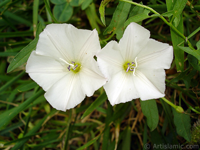 Beyaz Gndz Sefas iei resmi. (Bu iek iin u isimler de sylenmektedir: Boru iei, Kahkaha iei, Sarmak iei.) <i>(Ailesi: Convolvulaceae, Tr: Ipomoea)</i> <br>ekim Tarihi: Austos 2008, Yer: Yalova-Termal, Fotoraf: islamiSanat.net