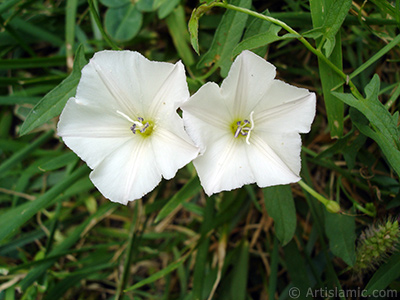 Beyaz Gndz Sefas iei resmi. (Bu iek iin u isimler de sylenmektedir: Boru iei, Kahkaha iei, Sarmak iei.) <i>(Ailesi: Convolvulaceae, Tr: Ipomoea)</i> <br>ekim Tarihi: Austos 2008, Yer: Yalova-Termal, Fotoraf: islamiSanat.net