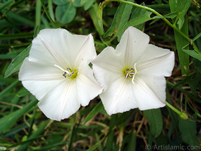 Beyaz Gndz Sefas iei resmi. (Bu iek iin u isimler de sylenmektedir: Boru iei, Kahkaha iei, Sarmak iei.) <i>(Ailesi: Convolvulaceae, Tr: Ipomoea)</i> <br>ekim Tarihi: Austos 2008, Yer: Yalova-Termal, Fotoraf: islamiSanat.net