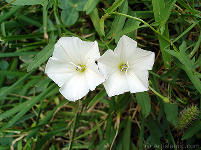 Beyaz Gndz Sefas iei resmi. (Bu iek iin u isimler de sylenmektedir: Boru iei, Kahkaha iei, Sarmak iei.) <i>(Ailesi: Convolvulaceae, Tr: Ipomoea)</i> <br>ekim Tarihi: Austos 2008, Yer: Yalova-Termal, Fotoraf: islamiSanat.net