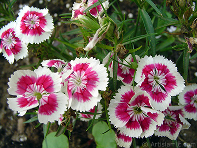 Pink and white color Carnation -Clove Pink- flower. <i>(Family: Caryophyllaceae, Species: Dianthus caryophyllus)</i> <br>Photo Date: June 2005, Location: Turkey/Trabzon, By: Artislamic.com