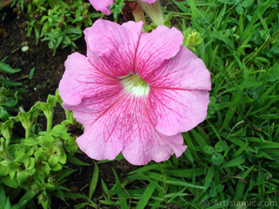 Pembe Petunya iei resmi. <i>(Ailesi: Solanaceae, Tr: Petunia)</i> <br>ekim Tarihi: Austos 2008, Yer: Yalova-Termal, Fotoraf: islamiSanat.net