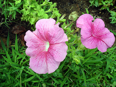 Pink Petunia flower. <i>(Family: Solanaceae, Species: Petunia)</i> <br>Photo Date: August 2008, Location: Turkey/Yalova-Termal, By: Artislamic.com