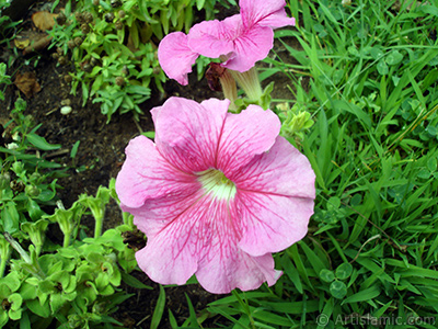 Pink Petunia flower. <i>(Family: Solanaceae, Species: Petunia)</i> <br>Photo Date: August 2008, Location: Turkey/Yalova-Termal, By: Artislamic.com