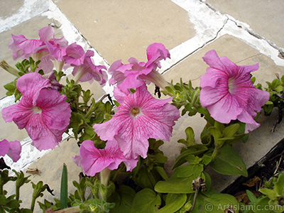 Pembe Petunya iei resmi. <i>(Ailesi: Solanaceae, Tr: Petunia)</i> <br>ekim Tarihi: Austos 2008, Yer: Yalova-Termal, Fotoraf: islamiSanat.net