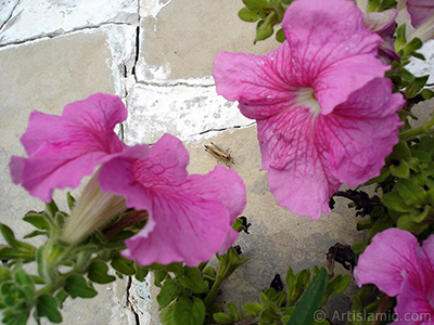 Pembe Petunya iei resmi. <i>(Ailesi: Solanaceae, Tr: Petunia)</i> <br>ekim Tarihi: Austos 2008, Yer: Yalova-Termal, Fotoraf: islamiSanat.net