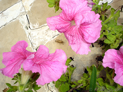 Pembe Petunya iei resmi. <i>(Ailesi: Solanaceae, Tr: Petunia)</i> <br>ekim Tarihi: Austos 2008, Yer: Yalova-Termal, Fotoraf: islamiSanat.net