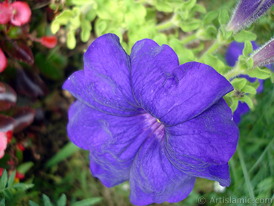 Purple Petunia flower. <i>(Family: Solanaceae, Species: Petunia)</i> <br>Photo Date: August 2008, Location: Turkey/Yalova-Termal, By: Artislamic.com