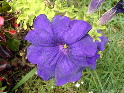 Purple Petunia flower. <i>(Family: Solanaceae, Species: Petunia)</i> <br>Photo Date: August 2008, Location: Turkey/Yalova-Termal, By: Artislamic.com