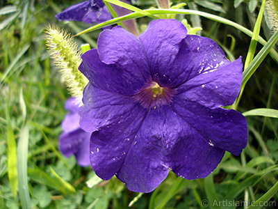 Purple Petunia flower. <i>(Family: Solanaceae, Species: Petunia)</i> <br>Photo Date: August 2008, Location: Turkey/Yalova-Termal, By: Artislamic.com