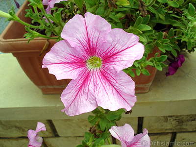 Pink Petunia flower. <i>(Family: Solanaceae, Species: Petunia)</i> <br>Photo Date: August 2008, Location: Turkey/Yalova-Termal, By: Artislamic.com