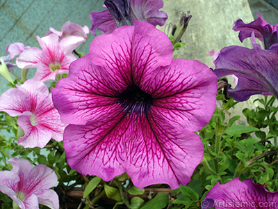 Pink Petunia flower. <i>(Family: Solanaceae, Species: Petunia)</i> <br>Photo Date: August 2008, Location: Turkey/Yalova-Termal, By: Artislamic.com