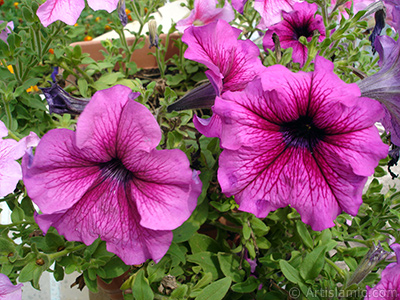 Pink Petunia flower. <i>(Family: Solanaceae, Species: Petunia)</i> <br>Photo Date: August 2008, Location: Turkey/Yalova-Termal, By: Artislamic.com