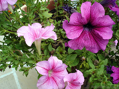 Pink Petunia flower. <i>(Family: Solanaceae, Species: Petunia)</i> <br>Photo Date: August 2008, Location: Turkey/Yalova-Termal, By: Artislamic.com