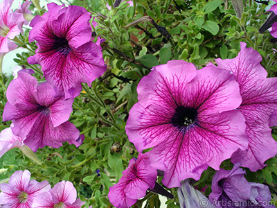 Pink Petunia flower. <i>(Family: Solanaceae, Species: Petunia)</i> <br>Photo Date: August 2008, Location: Turkey/Yalova-Termal, By: Artislamic.com