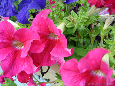 Pink Petunia flower. <i>(Family: Solanaceae, Species: Petunia)</i> <br>Photo Date: August 2008, Location: Turkey/Yalova-Termal, By: Artislamic.com