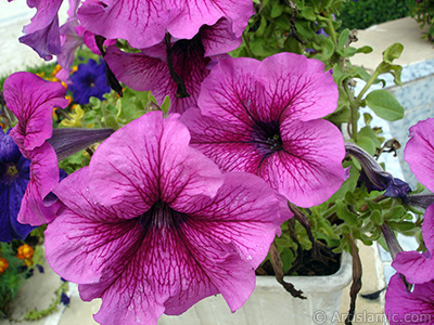 Pink Petunia flower. <i>(Family: Solanaceae, Species: Petunia)</i> <br>Photo Date: August 2008, Location: Turkey/Yalova-Termal, By: Artislamic.com