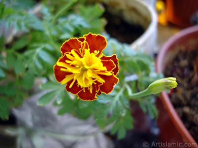 Kadife iei resmi. <i>(Ailesi: Asteraceae/Compositae, Tr: Tagetes)</i> <br>ekim Tarihi: Eyll 2005, Yer: stanbul-Annemin iekleri, Fotoraf: islamiSanat.net