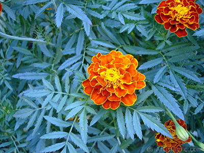 Kadife iei resmi. <i>(Ailesi: Asteraceae/Compositae, Tr: Tagetes)</i> <br>ekim Tarihi: Austos 2005, Yer: Yalova-Termal, Fotoraf: islamiSanat.net