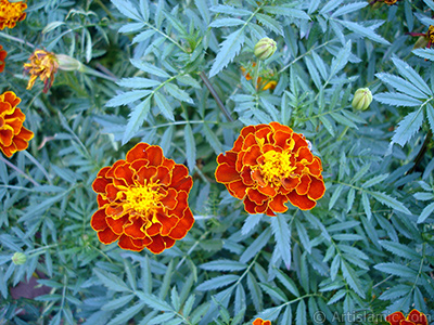 Kadife iei resmi. <i>(Ailesi: Asteraceae/Compositae, Tr: Tagetes)</i> <br>ekim Tarihi: Austos 2005, Yer: Yalova-Termal, Fotoraf: islamiSanat.net