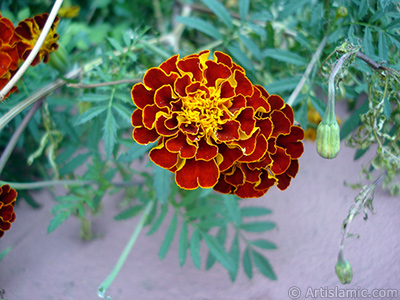 Kadife iei resmi. <i>(Ailesi: Asteraceae/Compositae, Tr: Tagetes)</i> <br>ekim Tarihi: Austos 2005, Yer: Yalova-Termal, Fotoraf: islamiSanat.net