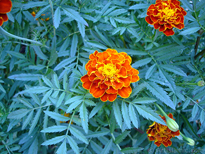 Marigold flower. <i>(Family: Asteraceae/Compositae, Species: Tagetes)</i> <br>Photo Date: August 2005, Location: Turkey/Yalova-Termal, By: Artislamic.com